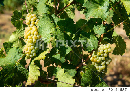 Ripe white grapes in the vineyard Ripe white grapes in the vineyard 70144687