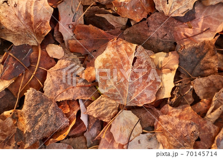 Fallen autumn leaves Fallen autumn leaves 70145714