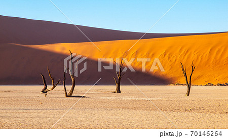 Desolated dry landscpe and dead camel thorn trees in Deadvlei pan with cracked soil in the middle of Namib Desert red dunes, Sossusvlei, Namibia, Africa 70146264