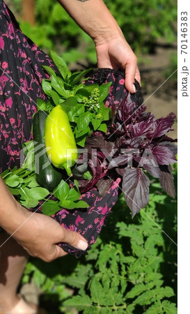 Top view girl holding fresh harvest from greenhouse in dress hem, mobile photo 70146383