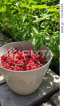 Full bucket of red currants over greenhouse backdrop, top view, mobile photo 70146384