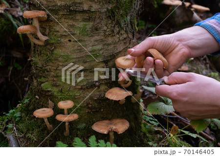 Caucasian woman in the forest cuts the honey mushrooms or Armillaria mellea. 70146405