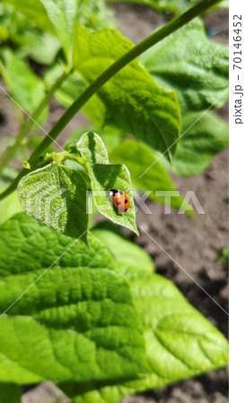 Close-up of ladybug on green leaves in vegetable garden, selective focus, mobile photo 70146452