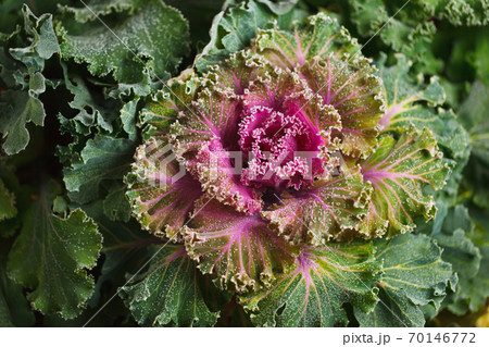 colorful blooming ornamental cabbage flower (cauliflower) with frost 70146772