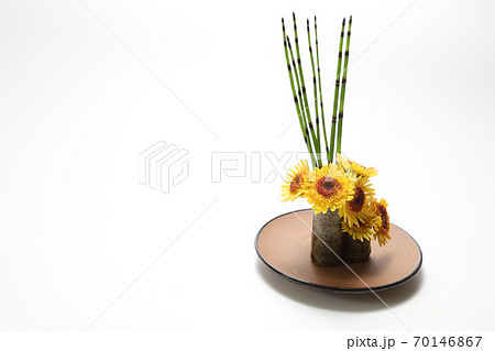 和風に活けたトクサと菊 和風に活けたトクサと菊 70146867