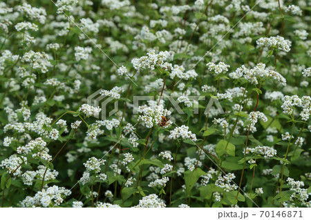 満開の蕎麦の花 満開の蕎麦の花 70146871