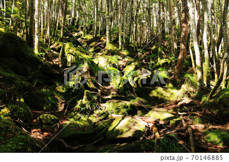 初秋の北八ヶ岳の森　シラビソ、コメツガ、苔のある風景 70146885
