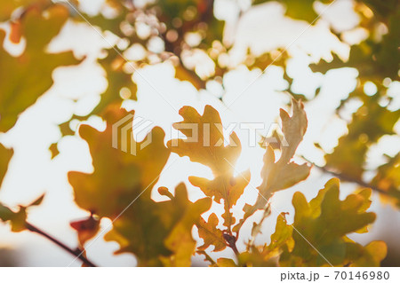 yellow foliage of oak tree at sunny autumn day yellow foliage of oak tree at sunny autumn day 70146980
