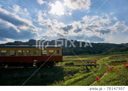 千葉県　彼岸花咲く石神の菜の花畑　小湊鉄道 70147307