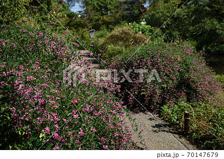 10月 墨田07ハギ(萩)・マメ科・向島百花園 10月 墨田07ハギ(萩)・マメ科・向島百花園 70147679