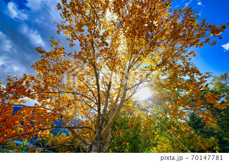 秋の然別湖 70147781