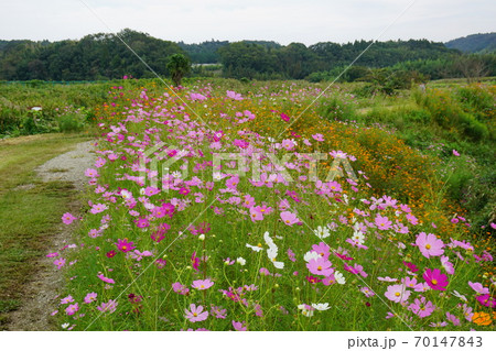 千葉県 武田川コスモスロード 千葉県 武田川コスモスロード 70147843
