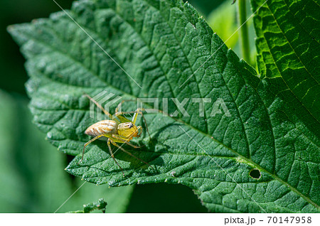 ササグモ 70147958