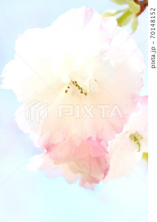 松月 ショウゲツ 八重桜 蕾はピンクで開くと白色に 松月 ショウゲツ 八重桜 蕾はピンクで開くと白色に 70148152