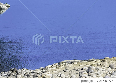 Ramganga River and gharial (Gavialis gangeticus) 70148157