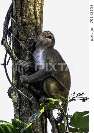 Rhesus macaque monkey (Macaca mulatta) in the jungle - Jim Corbett National Park, India 70148158