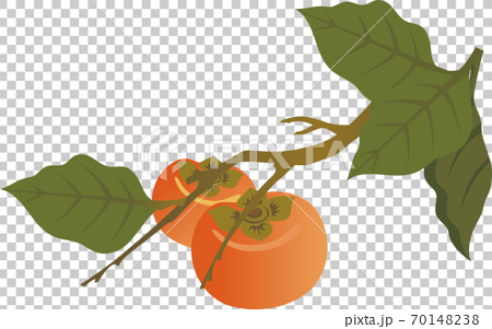 秋 果物 柿 イラスト素材のイラスト素材