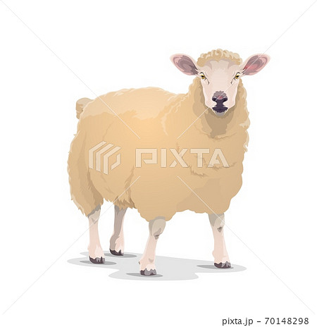 White sheep vector domestic cartoon animal icon 70148298