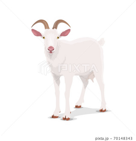 White goat cartoon vector nanny cattle farm animal - Stock Illustration  [70148343] - PIXTA