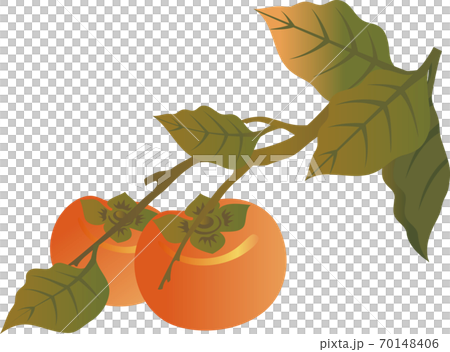 秋 果物 柿 イラスト素材のイラスト素材