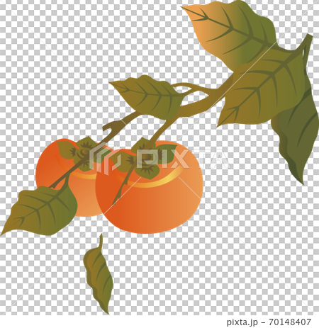 秋 果物 柿 イラスト素材のイラスト素材