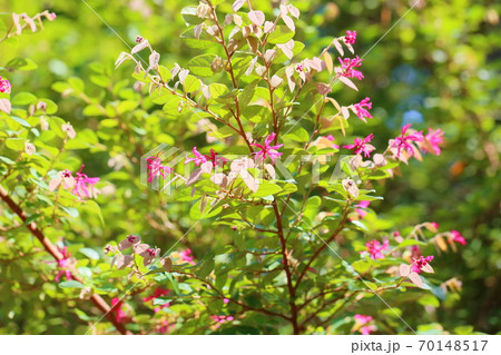 ベニバナトキワマンサクの花 ベニバナトキワマンサクの花 70148517