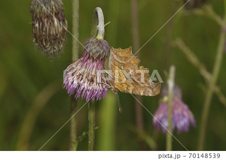 ノアザミの花に吸蜜するキタテハ 70148539