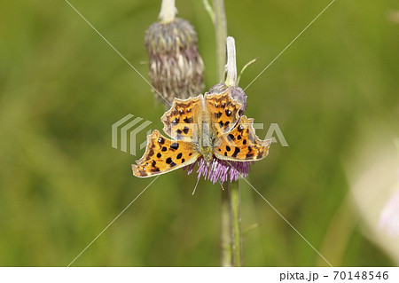 ノアザミの花に吸蜜するキタテハ ノアザミの花に吸蜜するキタテハ 70148546