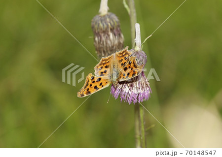 ノアザミの花に吸蜜するキタテハ ノアザミの花に吸蜜するキタテハ 70148547