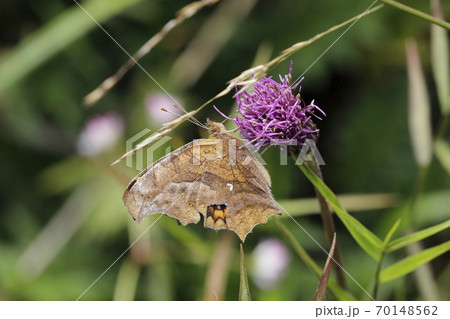 ノアザミの花に吸蜜するキタテハ ノアザミの花に吸蜜するキタテハ 70148562