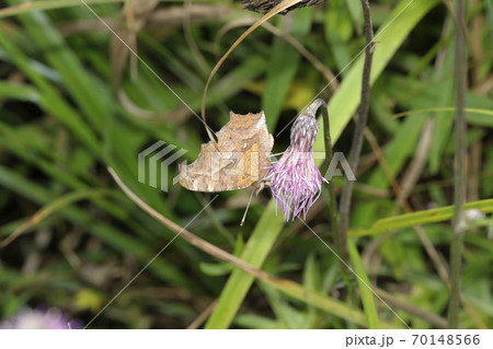 ノアザミの花に吸蜜するキタテハ 70148566