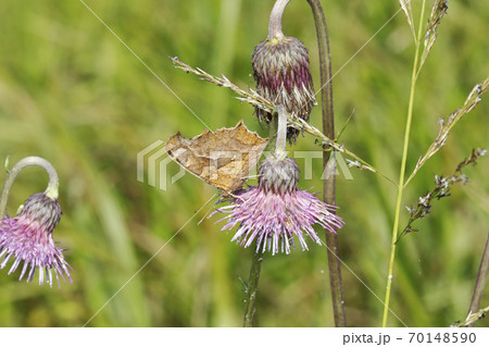 ノアザミの花に吸蜜するキタテハ ノアザミの花に吸蜜するキタテハ 70148590