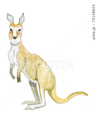 Cute watercolor kangaroo animals symbol australia 70148624
