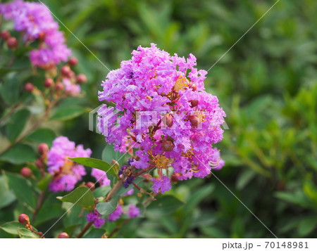 サルスベリ サルスベリ 70148981