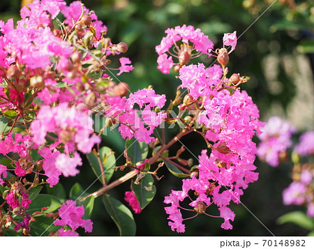 サルスベリ 70148982