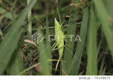 クビキリギスの幼虫 70149075