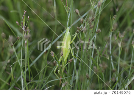クビキリギスの幼虫 70149076