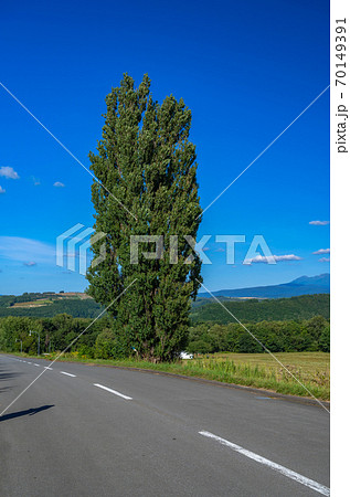 ケンとメリーの木、広大な丘、富良野、北海道、美瑛、晴れ、青空、 70149391