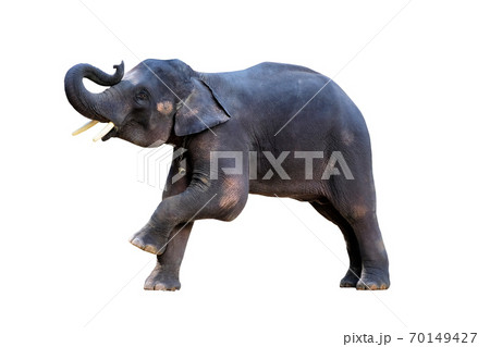 The elephants on white background with clipping path 70149427