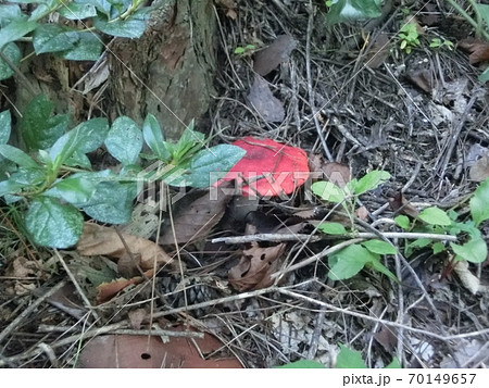 チシオハツ きのこ 食毒不明 チシオハツ きのこ 食毒不明 70149657
