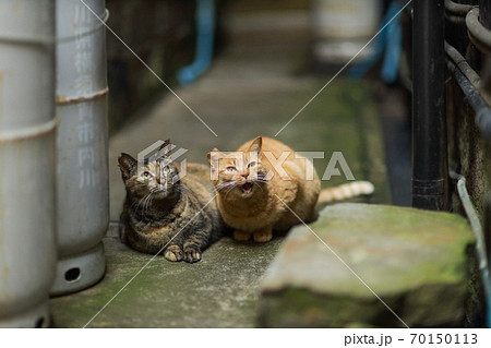 神奈川県、三崎の猫 神奈川県、三崎の猫 70150113