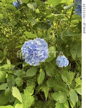 小さな青い紫陽花の写真素材