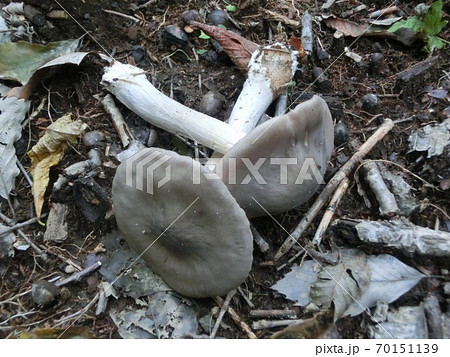 クサウラベニタケ 猛毒きのこ 灰色大型種 クサウラベニタケ 猛毒きのこ 灰色大型種 70151139