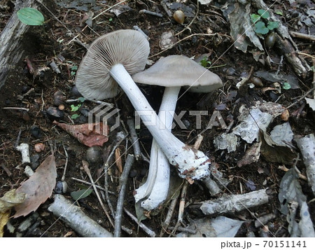 クサウラベニタケ　猛毒きのこ　灰色大型種  70151141