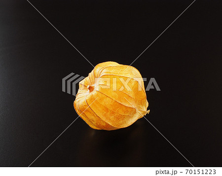 食用ほおずき 黒背景で 食用ほおずき 黒背景で 70151223