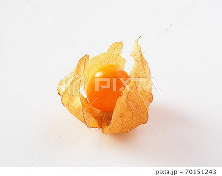 食用ほおずき 白背景で 食用ほおずき 白背景で 70151243