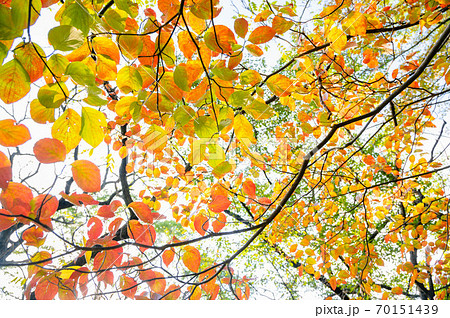 ヤマボウシの明るい紅葉 70151439