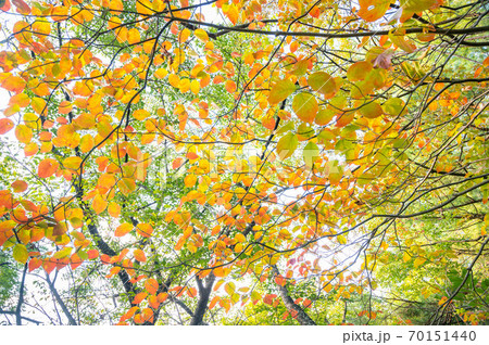 ヤマボウシの明るい紅葉 70151440