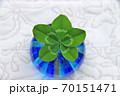 五つ葉クローバー 70151471
