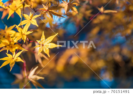 紅葉　背景素材 70151491